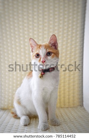 Cat sitting on white chair isolated on white background.