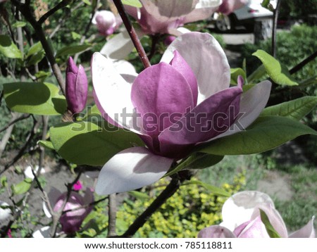 magnolia flowers beautiful