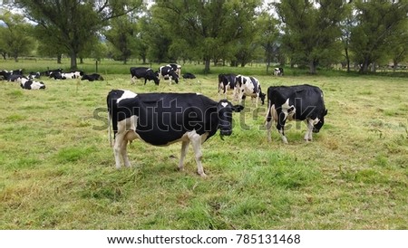 A group of cows grazing in a local milking farm. One of the cows looked directly at me when I was taking the pictures.