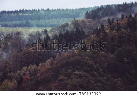 Misty trees on a mountain