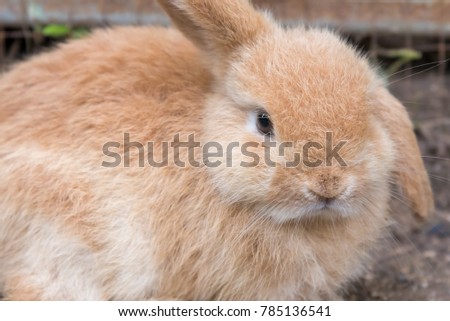 close up image of white rabbit  in grass field.
