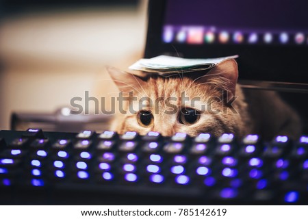 Ginger Cat near the Computer Keyboard Closeup Royalty-Free Stock Photo #785142619