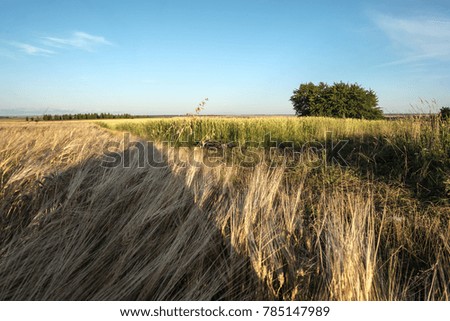 yellow field of ripe rye near rural road with shadow on foreground and blue sky on background/red bike lie down on the road