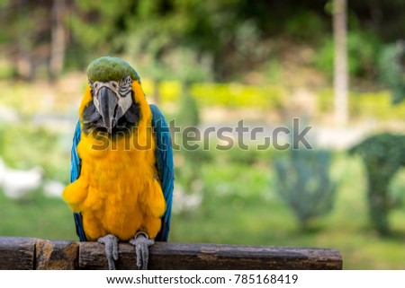 Colourful blue parrot. Wild parrot bird, blue macaw bird, ara am
