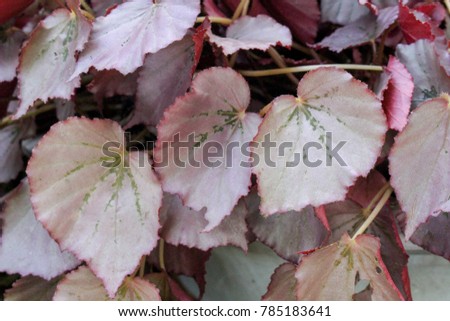 Leaves in the garden