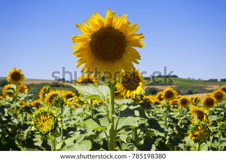 SUNFLOWERS IN THE FIELD