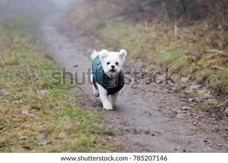 Small white dog in forest