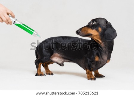 frightened dog dachshund vaccination with a big green syringe isolated on gray background