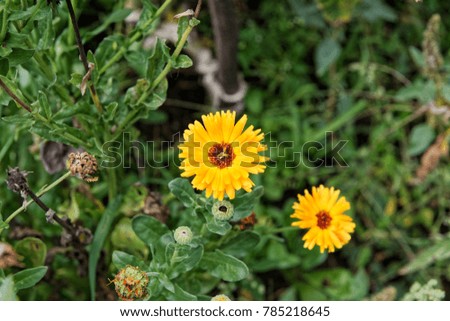 Marigold flower on blurred background