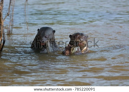 Couple of giant otters eating fish