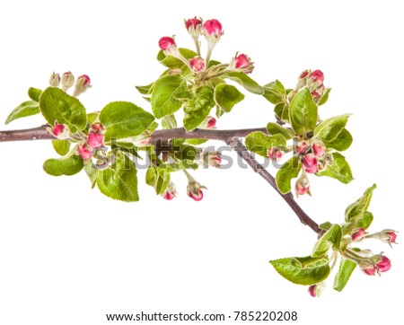 apple blooming branch isolated on white background