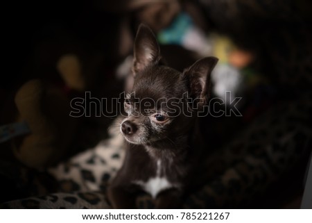 brown chihuahua on a dark background.