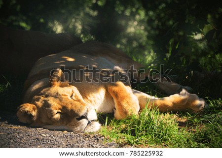 lioness resting in half-shade