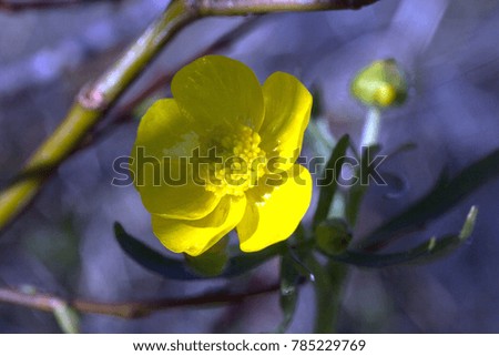 Yellow mountain flowers in Urals