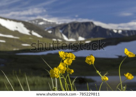 Yellow mountain flowers in Urals