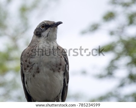 Mockingbird, Nesomimus melanotis, San Cristobal, Galapagos, Ecuador