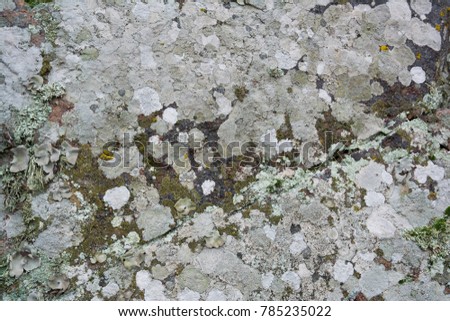Surface granite stone with colored lichen. Abstract natural background.