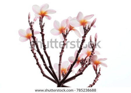 group of Frangipani flowers blooming 