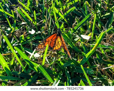 Monarch butterfly on a blade of grass