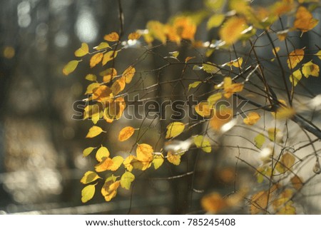 Autumn leaves on shimmering blurred background