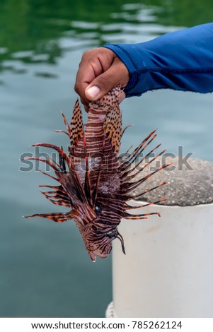 Lion Fish Pterois Being Held by a Hand