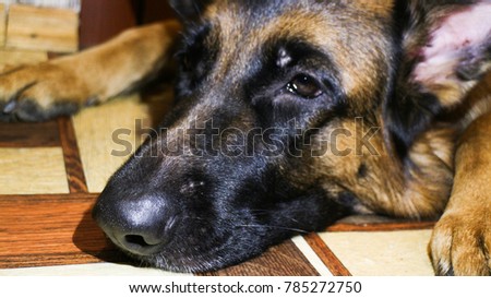 Muzzle of the German Shepherd