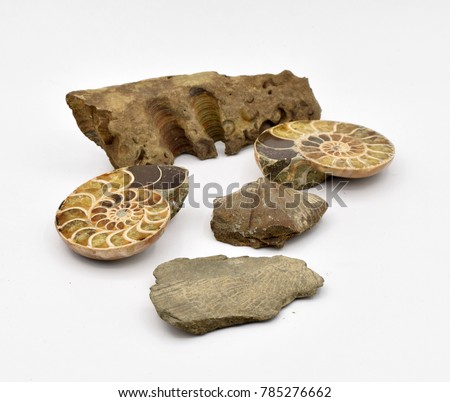 Fossils Arranged on Seamless White Background