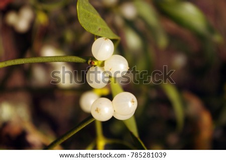 Mistletoe ball on a tree in the forest