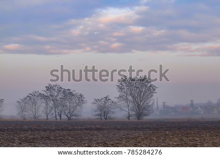natural background. set of crows sitting on trees