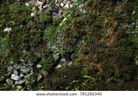green moss background. nature theme texture