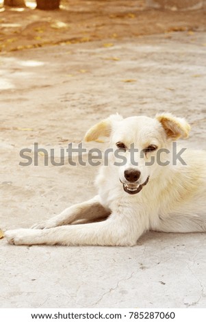 Dogs smile, cute, colorful, very cute. It is a very complete picture Summer orange light