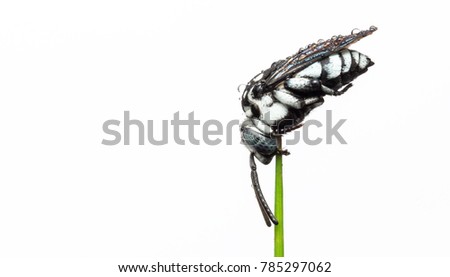 Closeup macro of blue Checkered Cuckoo Bee - side view with isolated white background.