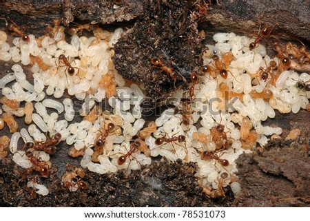 European fire ant Myrmica rubra