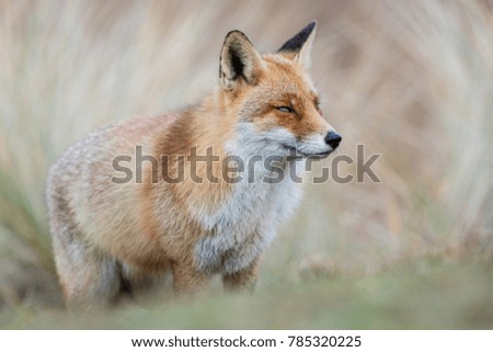 Red fox in winter habitat