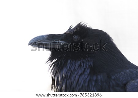 common raven (Corvus corax) portrait isolated on white background