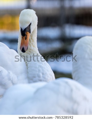 Adult Mute swan