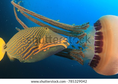 Orange-lined Triggerfish fish eating jellyfish