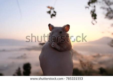 Close-up of a cute hamster in girl's hand with sunrise view in soft-focus in the background
