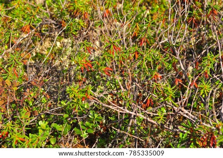 Dwarf birch and rhododendrons - the basis of Taimyr tundra. Background of the vegetation of the tundra.