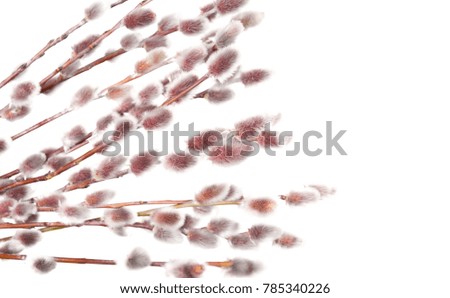  pussy willow branches  on a white background