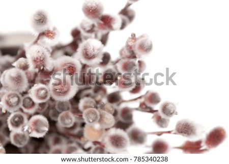  pussy willow branches  on a white background