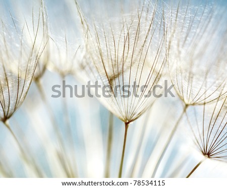 Blue abstract dandelion flower background, extreme closeup with soft focus, beautiful nature details Royalty-Free Stock Photo #78534115