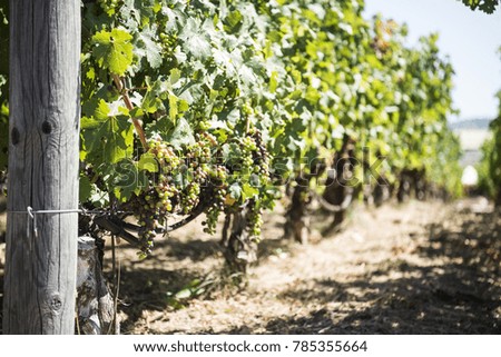 Vineyard crop, grape field 