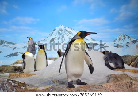 King penguins standing on the rock near lake with snow mountain background.