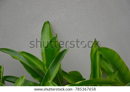 Beautiful green leaves on gray cement background