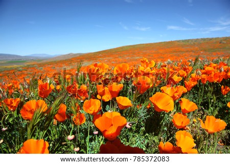 California Poppy Super Bloom Royalty-Free Stock Photo #785372083