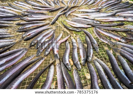 Dried fish, made by drying outdoor naturally under sunlight in Mekong delta, Vietnam