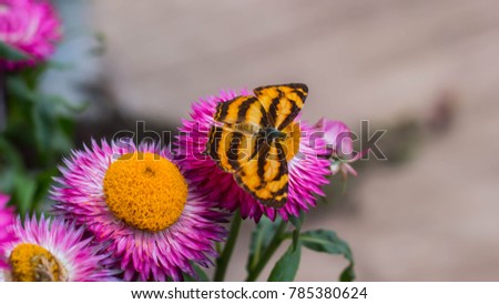 butterfly and flower background