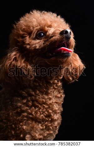 Portrait picture of a Toy Poodle