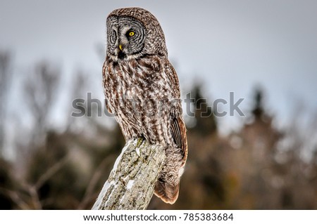 Great Grey Owl posing on a fence post in a farm field, on a cold cloudy winter day. Picture taken in southern Ontario, Canada.